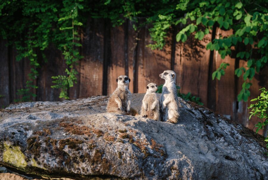 1-day ticket for Schwerin Zoo - A forest zoo with a conservation mission