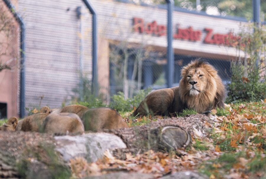 1-day ticket for Schwerin Zoo - Food, breaks, and the practical side of the visit