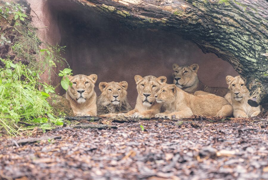 1-day ticket for Schwerin Zoo - Start at the Red List Center