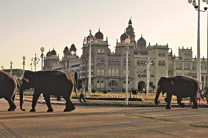 2 Day Bandipur Safari and Mysore Palace Tour - A night at the jungle lodge