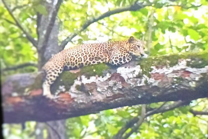 2 Day Bandipur Safari and Mysore Palace Tour - The first afternoon safari at 3:30 PM