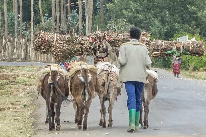 Addis Ababa +Mount Entoto View Point,Museums Palace Market Tours - Why Entoto gives you the right start