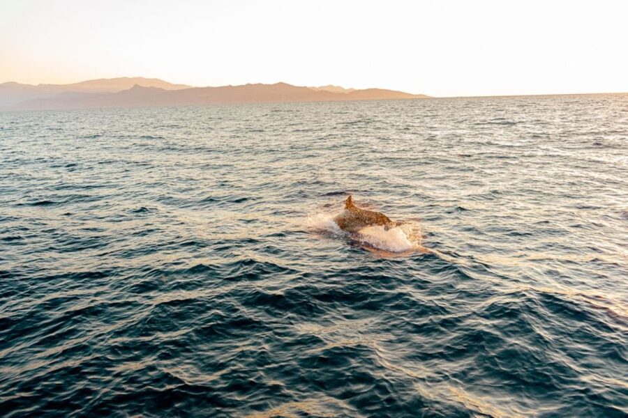 Agios Nikolaos: Mirabello Bay Sailing Cruise with Meal - Three and three-quarter hours at Kolokitha Bay