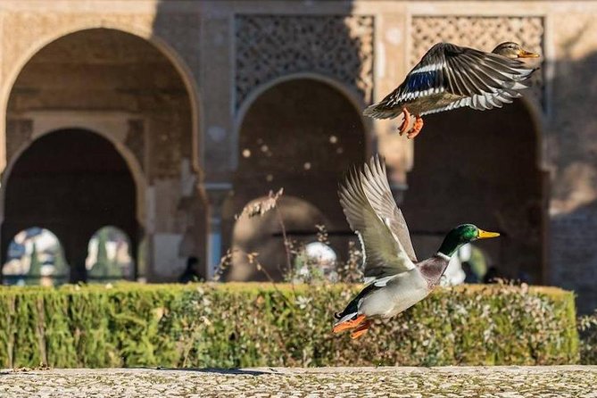 Alhambra Private/Small Group Tour & Nasrid Palaces Skip the Line - Who should book this Alhambra tour?