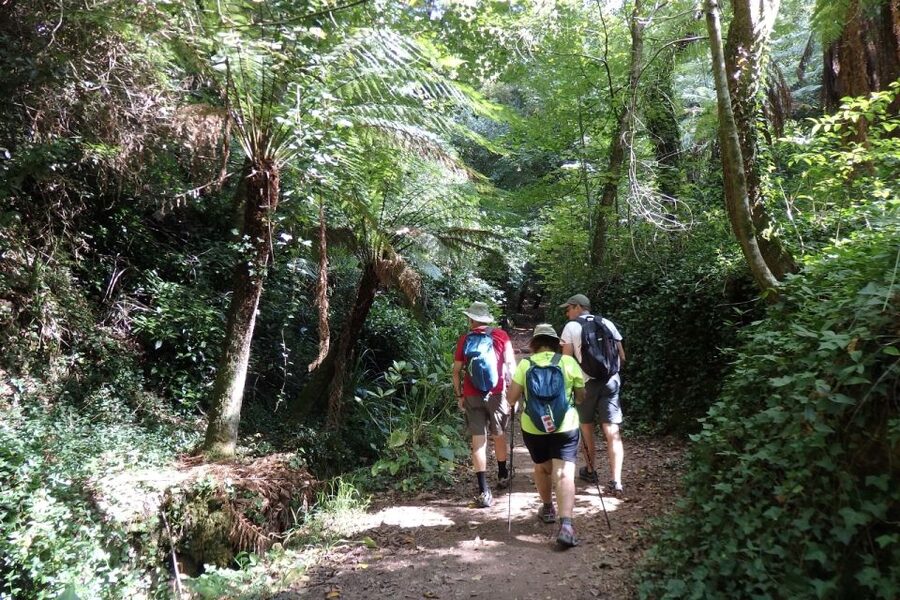 An adventure through the Forest and Palace of Bussaco - Coim - A Private Group and a Four-Hour Schedule