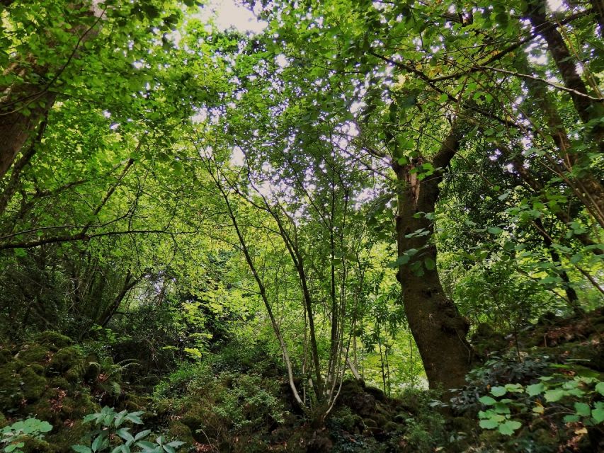 An adventure through the Forest and Palace of Bussaco - Coim - Meeting the Forest on Foot