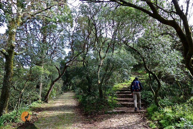 An adventure through the Forest and Palace of Bussaco - Coimbra - A private pickup from Coimbra or Mealhada