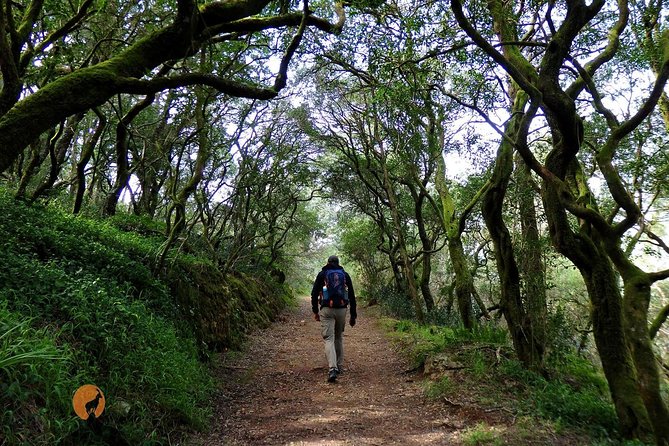 An adventure through the Forest and Palace of Bussaco - Coimbra - Is $90.11 per person good value?