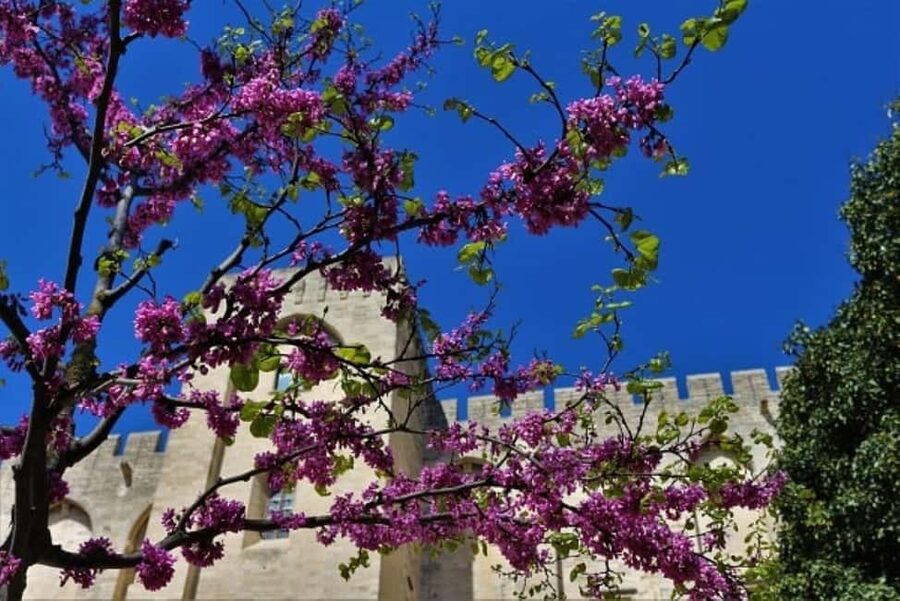Avignon: Around The Palace Tour - Reading the Palais des Papes from the outside