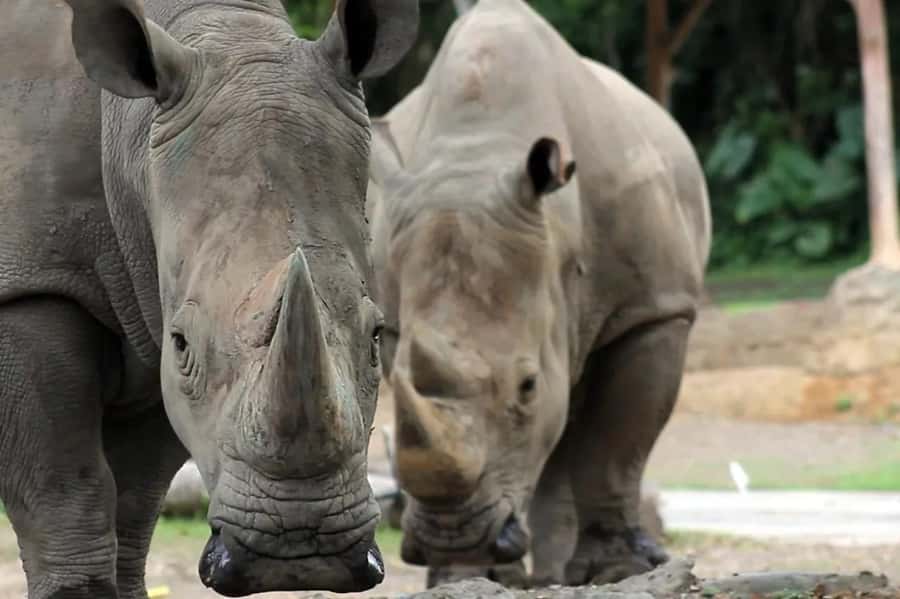 Bali: Safari Zoo and Ubud Palace and Market Day Tour - Key points to know before booking