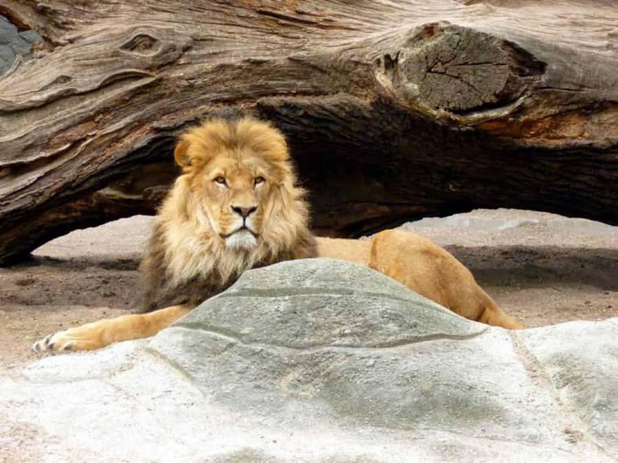 Bali: Safari Zoo and Ubud Palace and Market Day Tour - A full day from safari animals to Ubud streets