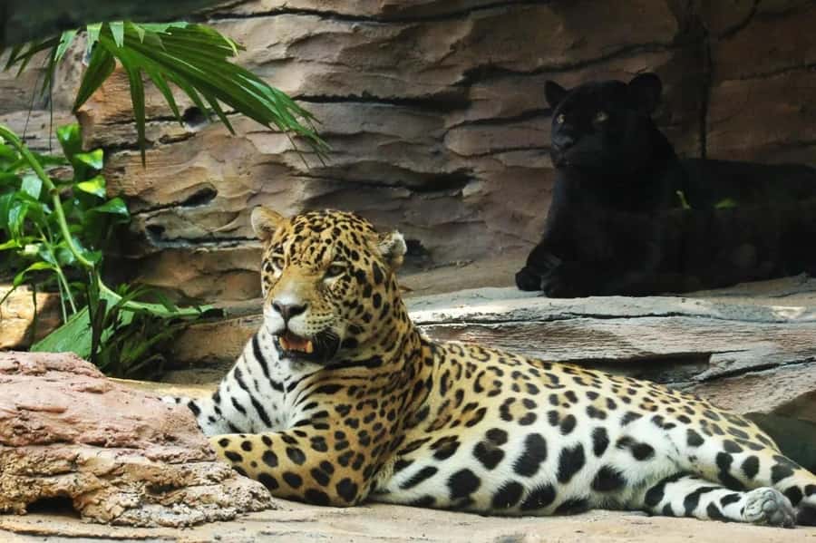 Bali: Safari Zoo and Ubud Palace and Market Day Tour - Ubud Palace and its 19th-century royal setting