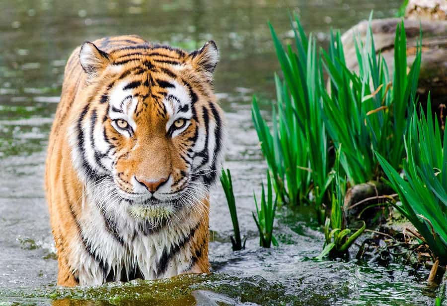 Bali: Safari Zoo and Ubud Palace and Market Day Tour - Three hours among tigers, elephants, and komodo dragons