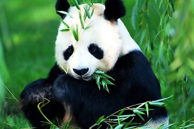 Beijing Historical Tour II including Summer Palace, Lama Temple & Panda Garden - Panda Garden and the changing schedule