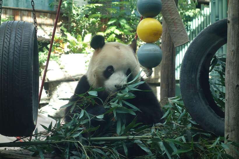 Beijing Private Tour: Summer Palace, Panda House and Options - Guides, transport, and the value of private touring