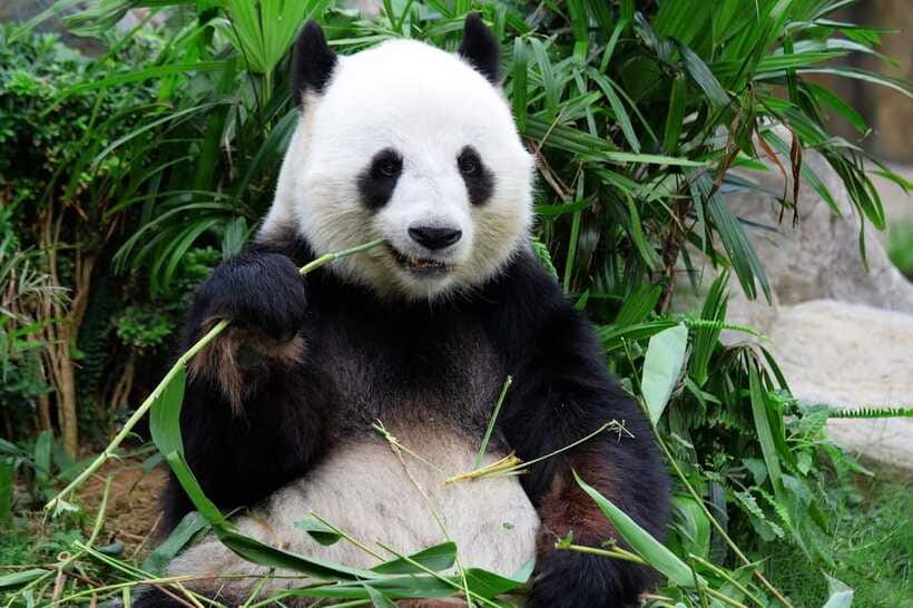 Beijing Private Tour: Summer Palace, Panda House and Options - Package 4: pandas, Summer Palace, and the Great Wall
