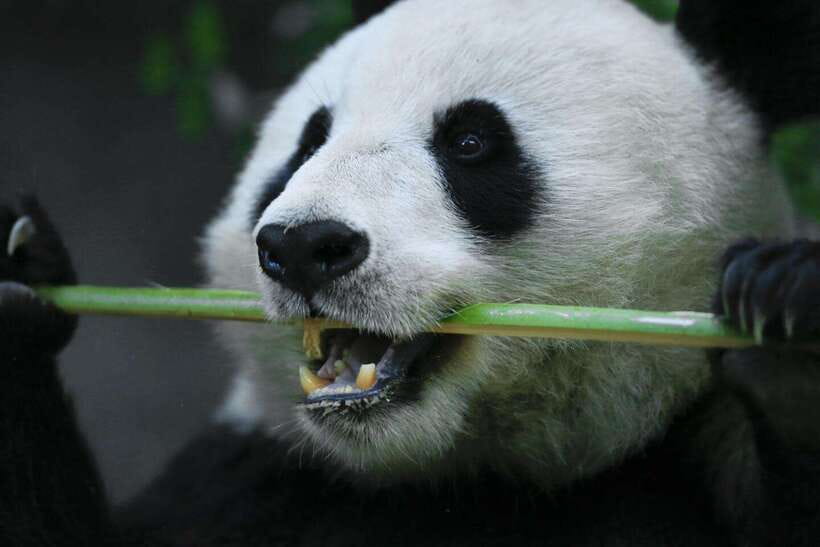 Beijing Private Tour: Summer Palace, Panda House and Options - Package 5: pandas, Summer Palace, and Temple of Heaven