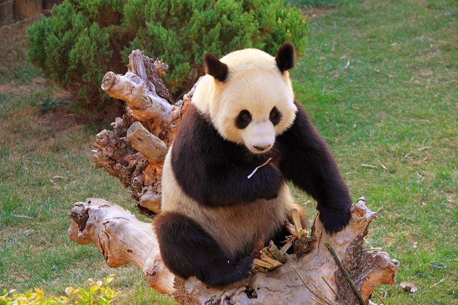 Beijing Private Tour to Temple of Heaven, Panda House and Summer Palace - A full Beijing day without the usual group-tour shuffle