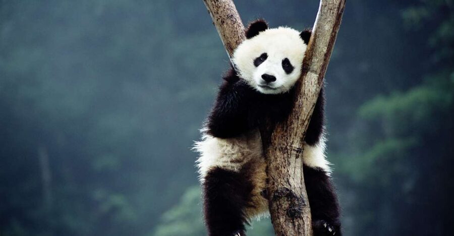 Beijing: Temple of Heaven, Panda House & Summer Palace Tour - Beijing Zoo’s Panda House Comes First
