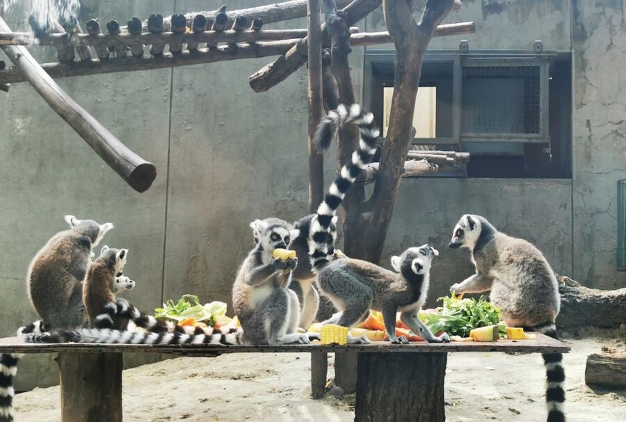 Beijing: Temple of Heaven, Panda House & Summer Palace Tour - Practical Details Before You Book