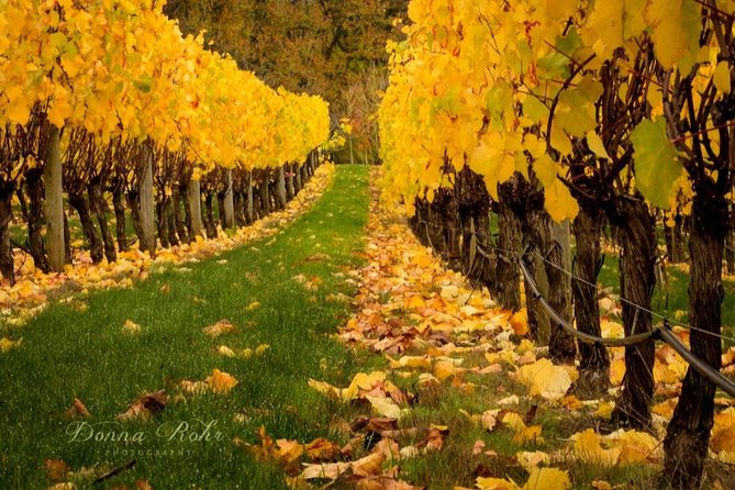 Blenheim Half day Wine Tour - Cellar doors chosen around your taste