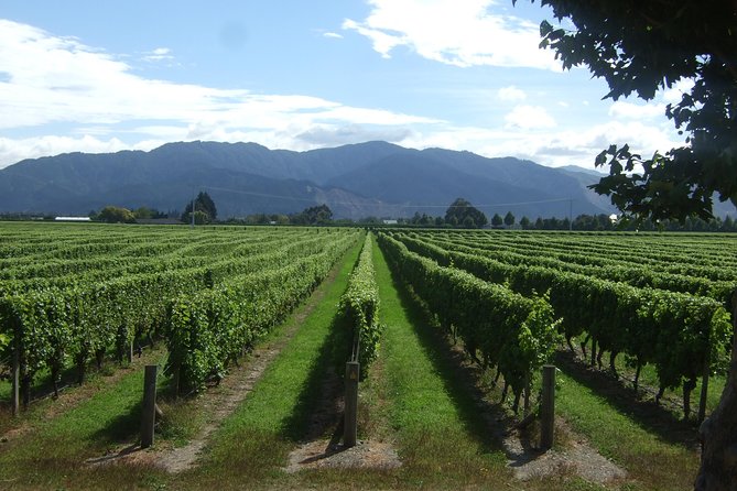 Blenheim Half day Wine Tour - Pickup at 10:00 am and the ride into wine country