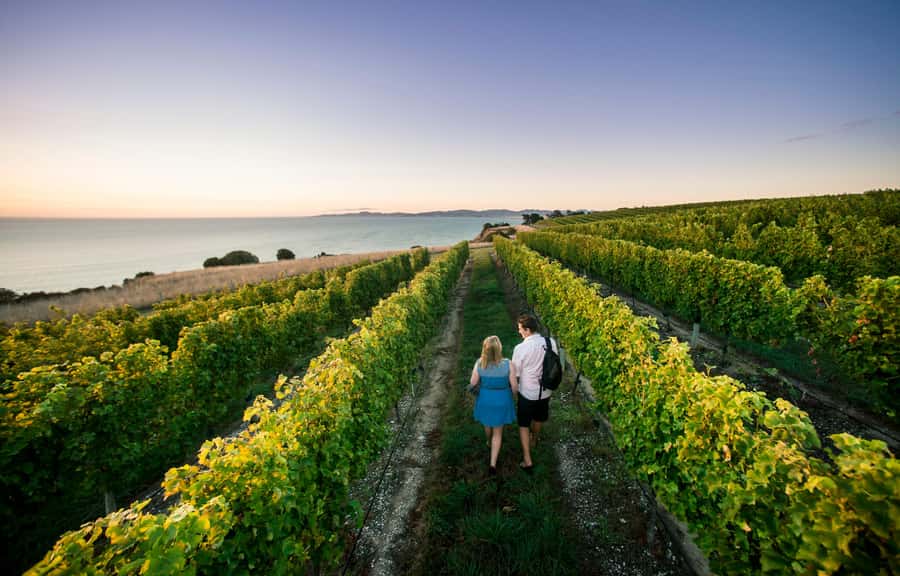 Blenheim/Renwick: Marlborough Half-Day Wine Tour with Lunch - Key points at a glance