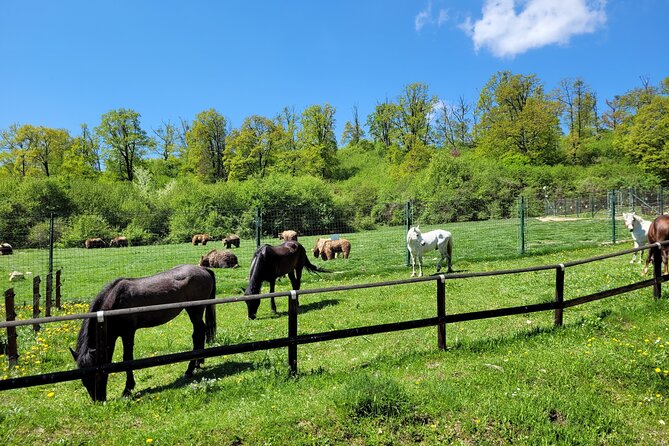 Bran Castle & Bear Sanctuary from Brasov - Optional Peles Castle - Why the bear sanctuary changes the usual Transylvania day