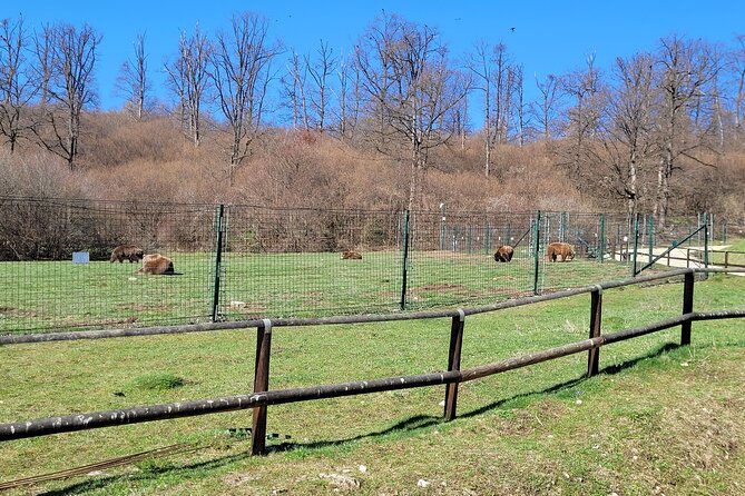 Bran Castle & Bear Sanctuary from Brasov - Optional Peles Castle - Bran Castle beyond the Dracula label
