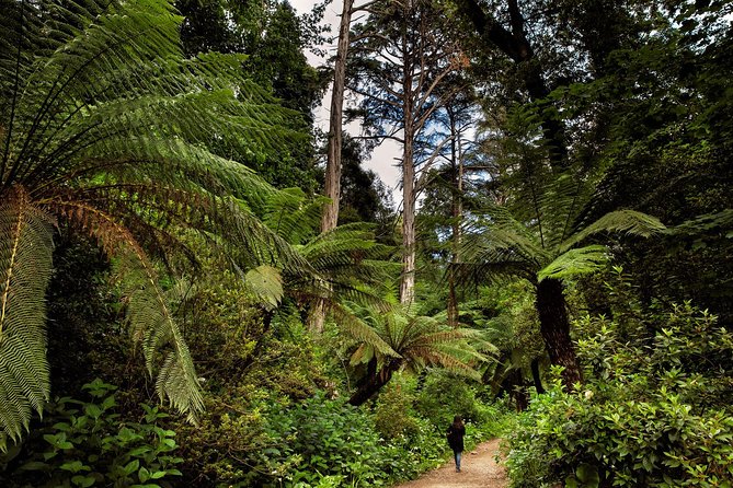 Bussaco Palace, Gardens & Forest | Private Tour - The Carmelites’ sacred forest