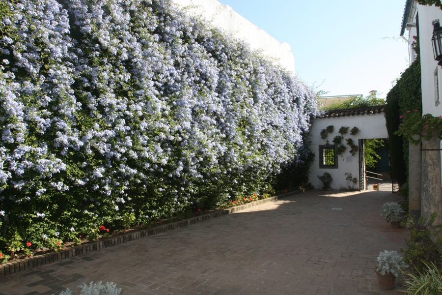 Córdoba: Viana Palace Gardens and Patios Entry Ticket - Why Viana Palace is different from Córdoba’s other patios