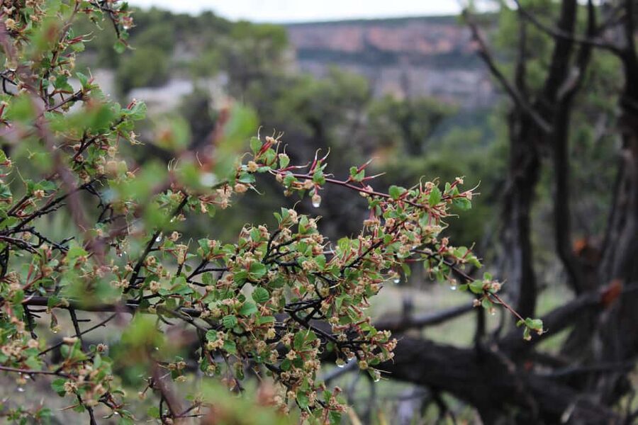 Durango: Mesa Verde National Park, Cliff Palace Tour w/Lunch - Who should book this Mesa Verde tour?