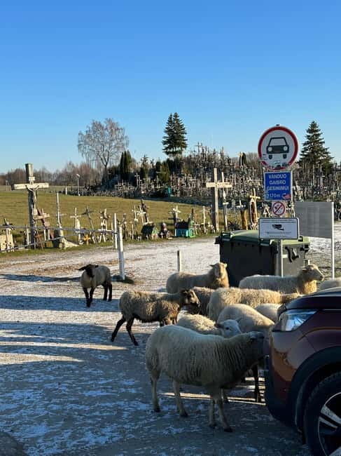 From Riga: Trip to Hill of Crosses, Rundale Palace & Bauska - Key points to know before booking
