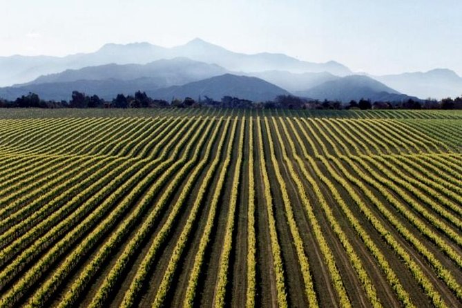 Full-Day Marlborough Wine Tour from Blenheim - Why a full day makes sense in Marlborough