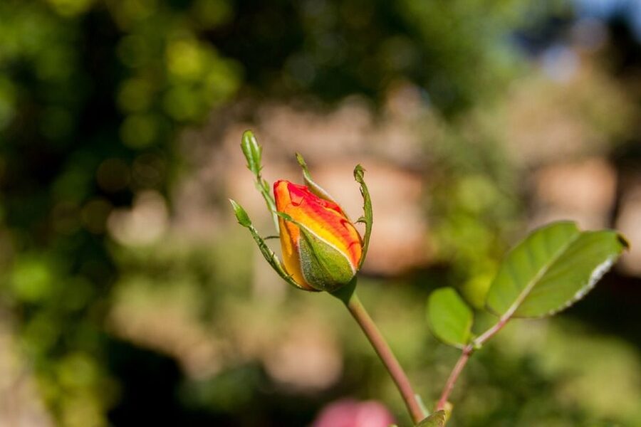 Granada: Alhambra Gardens, Generalife & Alcazaba Guided Tour - Who should book this Alhambra tour