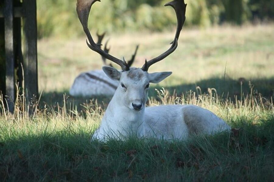 Hampton Court Palace: River Thames Bike Tour - Richmond Palace and the royal road to Hampton Court