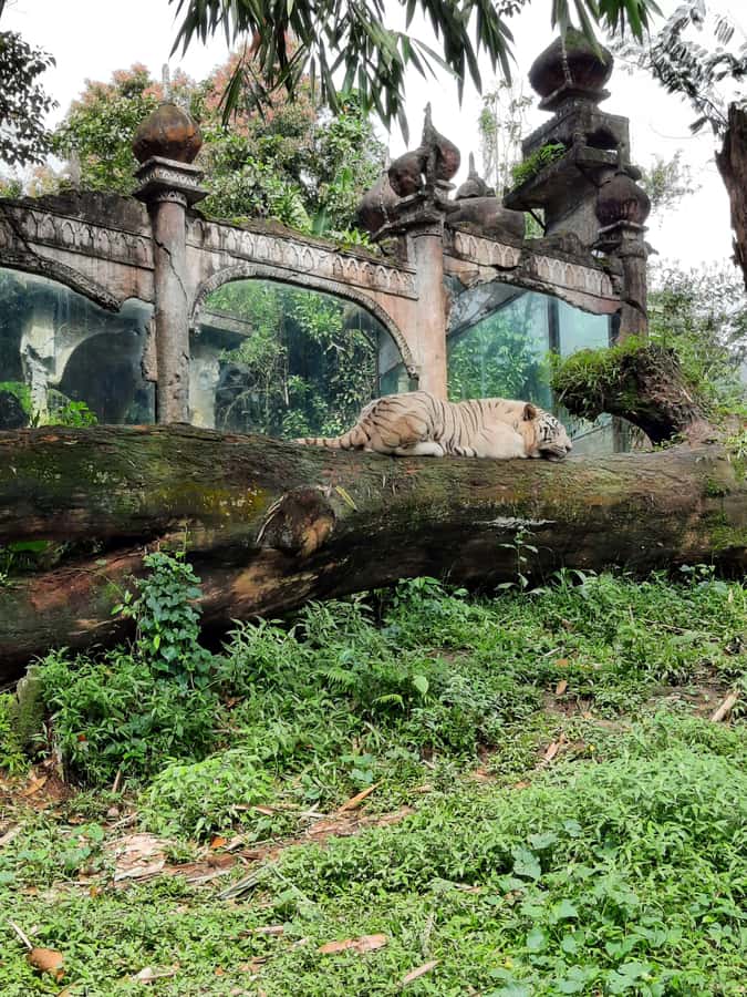 Jakarta : Taman Safari, Panda Palace, and Waterfall - Key points at a glance