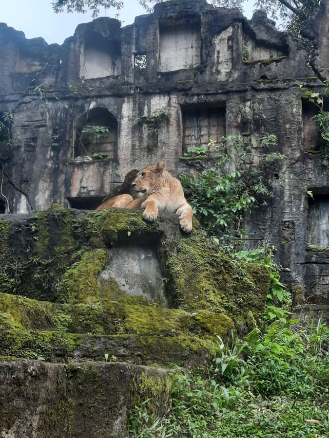 Jakarta : Taman Safari, Panda Palace, and Waterfall - Why this day trip works from Jakarta