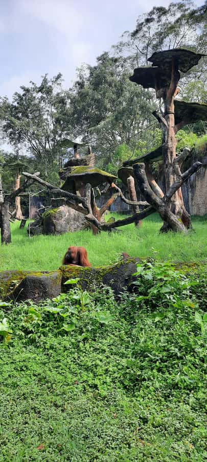 Jakarta : Taman Safari, Panda Palace, and Waterfall - Panda Palace: worth including, not worth booking alone