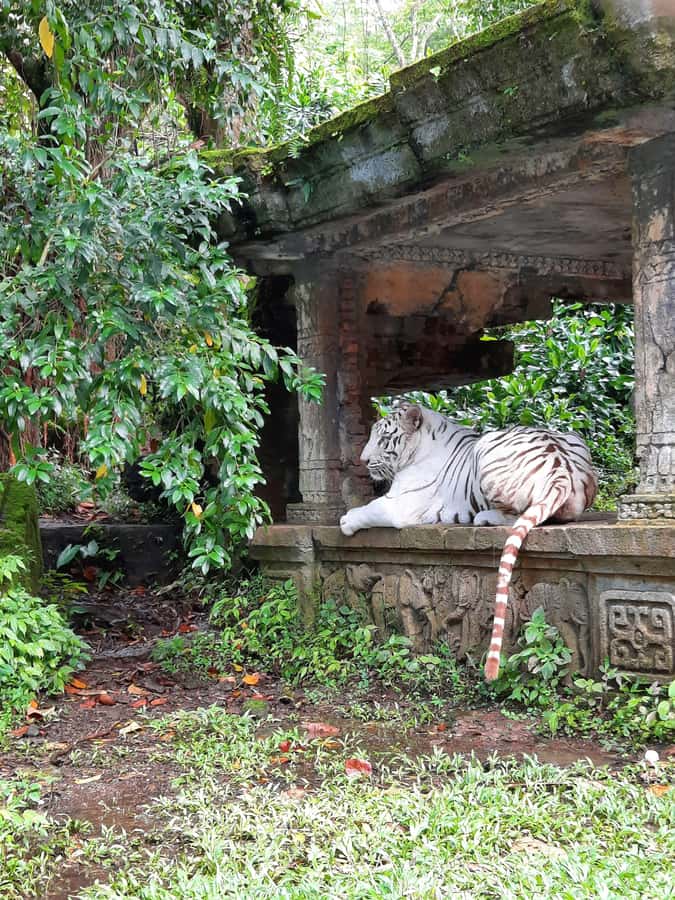 Jakarta : Taman Safari, Panda Palace, and Waterfall - What the private format adds