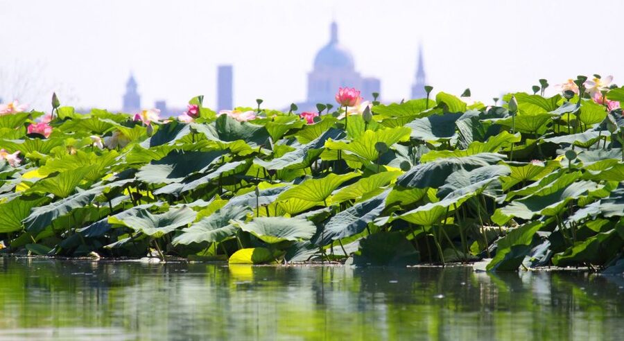 Mantova City Center and Ducal Palace: 3-Hour Guided Tour - Basilica of Sant’Andrea and the work of Alberti