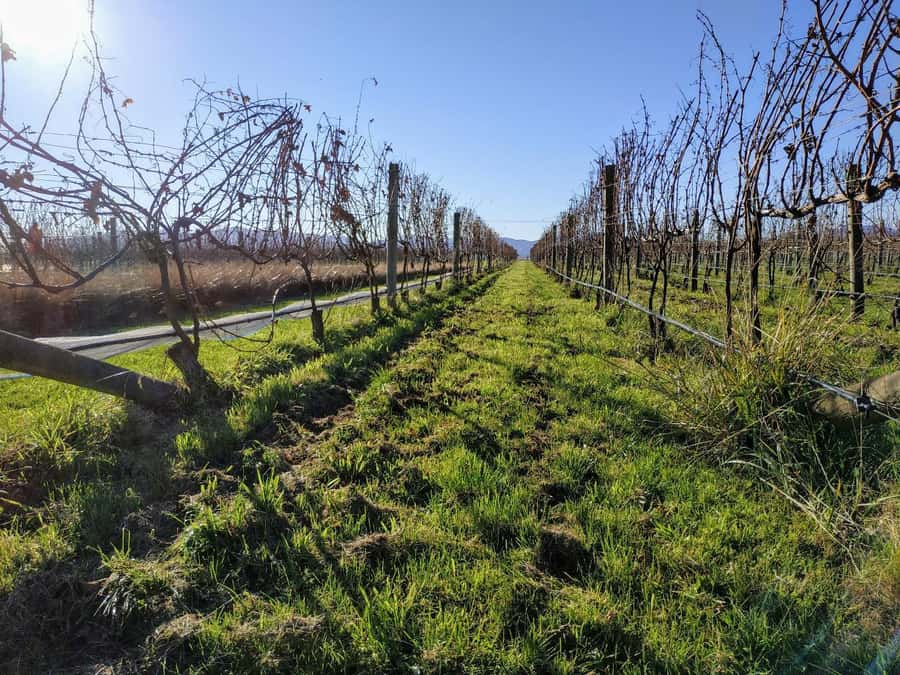 Marlborough: Blenheim Wine Tour; Afternoon of Wine only - Key points to know before booking