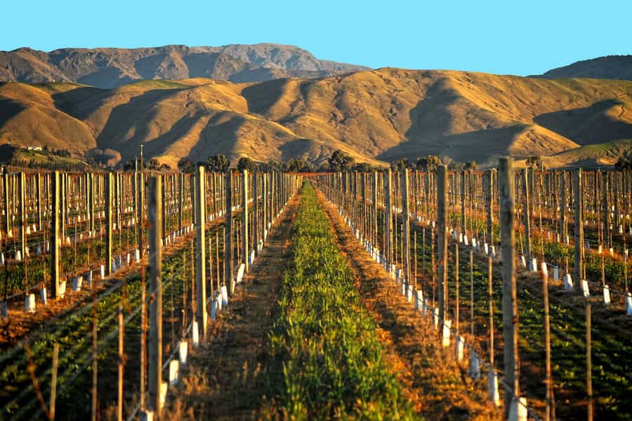 Marlborough Half Day Wine Tour From Blenheim 1.30pm - Guides who shape the afternoon