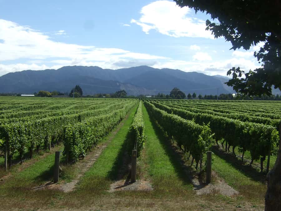 Marlborough Half-Day Wine Tour from Blenheim - Five Marlborough stops without the driving