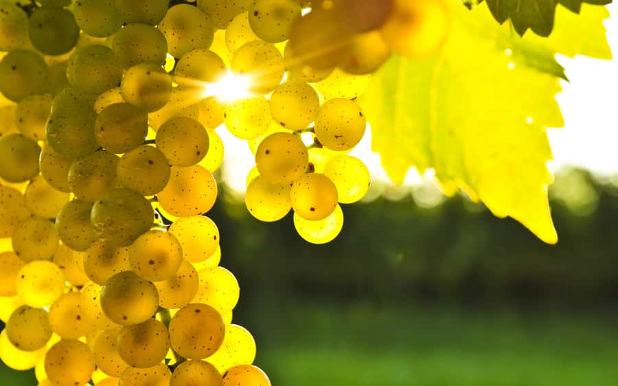 Marlborough Half-Day Wine Tour from Blenheim - A cellar-door route with room for local character