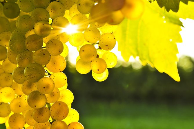 Marlborough Wine Tour - Afternoon of Cuisine & Wine 4hrs - The Wairau Valley setting