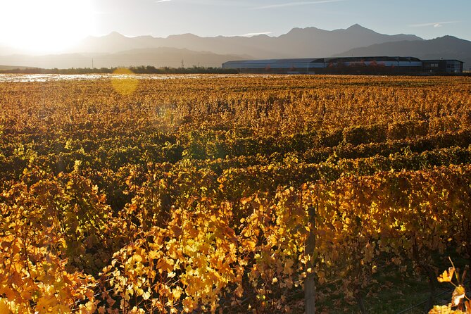 Marlborough Winery Tour - A Day of Cuisine & Wine 6hrs - Who will get the most from this tour