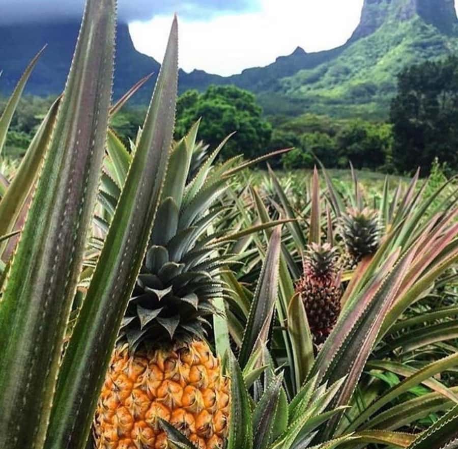 Moorea Cruise Ships: 4x4, Belvedere,Magic Mountain pineaple - Why this 4x4 tour works well from a cruise ship