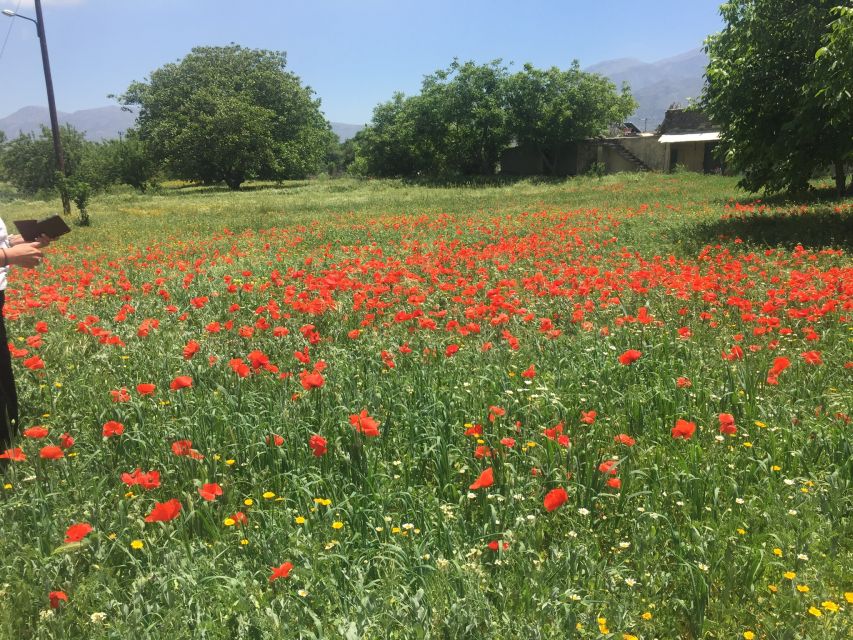 Private-Knossos Palace-Zeus -Villages-Olive Oil Factory - Mochos and Krasi, two very different village stops