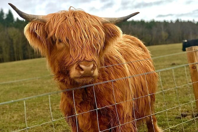 Scone Palace, Nature, Pitlochry, Whisky Experience from Edinburgh - What to expect at Tullibardine Distillery